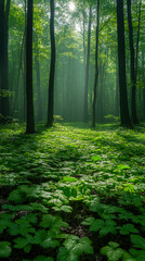 Fototapeta premium Sunbeam Splendor: Dawn Illuminates a Forest Floor with Lush Foliage