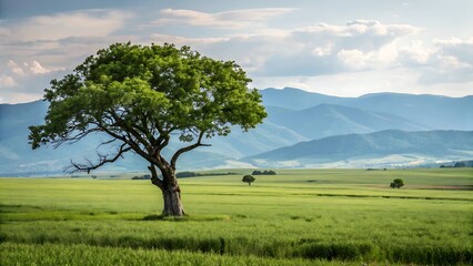 Obraz premium lonely tree in the field