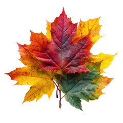 Obraz premium Autumn Leaves: A Vibrant Display of Fall Colors , isolated on white background PNG