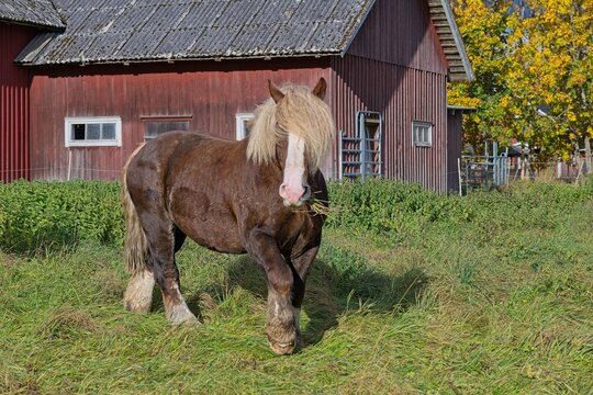 Ardennes coldblood horse in the rare color dark chestnut with blond mane and tail on a farm in Skaraborg Sweden on a sunny day in October