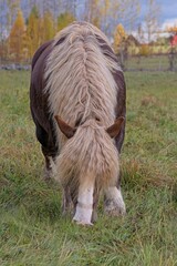Ardennes coldblood horse in the rare color dark chestnut with blond mane and tail on a farm in Skaraborg Sweden on a sunny day in October