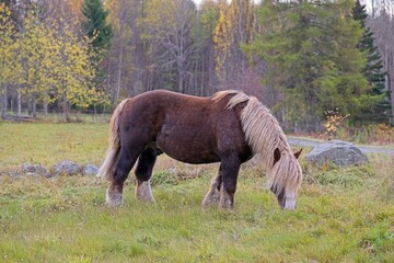 Ardennes coldblood horse in the rare color dark chestnut with blond mane and tail on a farm in Skaraborg Sweden on a sunny day in October