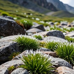 White flowers with green leaves grow at the foot of the mountain.