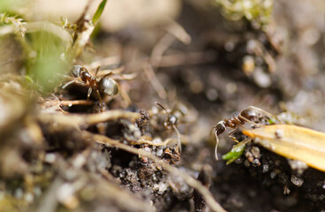 small ants on the forest floor, small ant on the ground, close-up of an ant's eye and antennae, small Formicidae
