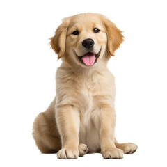 Adorable Golden Retriever Puppy, Perfect Pet Portrait , isolated on white background PNG
