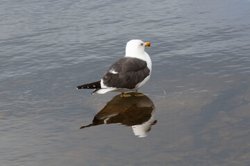 seagull on the beach