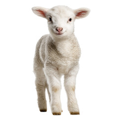 Fototapeta premium A Sweet and Innocent Baby Lamb, A Symbol of Purity and New Beginnings , isolated on white background PNG