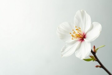 Obraz premium Delicate white blossom against pure white backdrop, details, summer