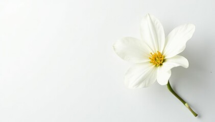 Obraz premium Delicate white flower blossom against pure white backdrop, tranquil, bloom