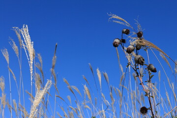 Autumn and winter nature with silver grass and withered thistles swaying in the wind under a clear blue sky