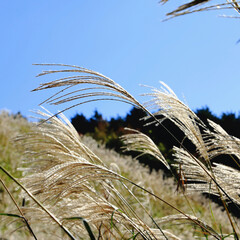 Ears of silver grass shine in the sunlight under a crisp autumn sky