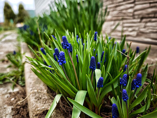 Vibrant purple flowers blooming amidst fresh green foliage in a suburban garden during springtime