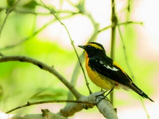 森の中で周りを見渡しているキビタキ