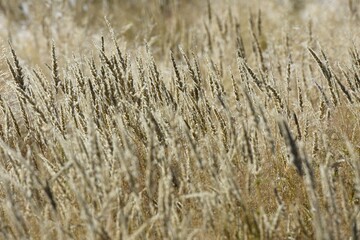 trockenes Gras nach der Regenzeit in Namibia