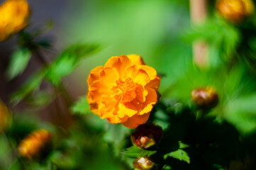 A vibrant orange globe flower is captured in a close-up, surrounded by green leaves and blurred elements suggesting a natural outdoor setting