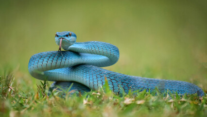 Blue snake in the garden