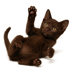 Playful Havana Kitten