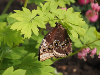 Piękny motyl Morpho peleides