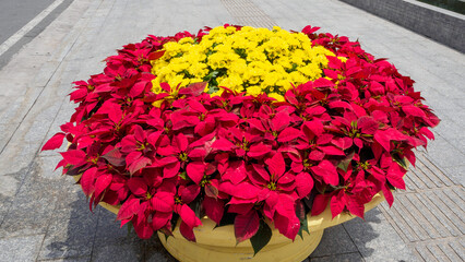 Magnificent flowerbed in the park of yellow chrysanthemum and bright poinsettia leaves (lat. Euphorbia pulcherrima)