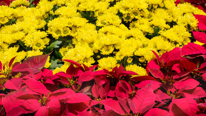 Combination of yellow chrysanthemum and bright poinsettia leaves (lat. Euphorbia pulcherrima)