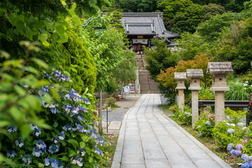 Kyoto, Japan - June 26 2025 : Hydrangeas (Ajisai) in Full Bloom lining the Stone Approach ,path (Sando) of Yanagidani Kannon Yokoku-ji Temple.