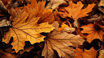 Texture of fallen autumn leaves of various shades of orange and red on a clean light background