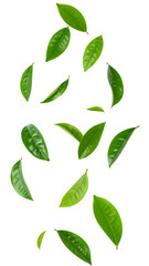 Fresh tea leaves falling with transparent background