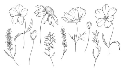 A set of black and white outline drawings of wild flowers, done in a minimalist sketch style isolated on white background. Ideal for coloring, design and illustrations, print, tattoo.