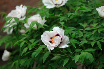 Colorful piony in spring garden