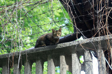 Portrait of cute street cat