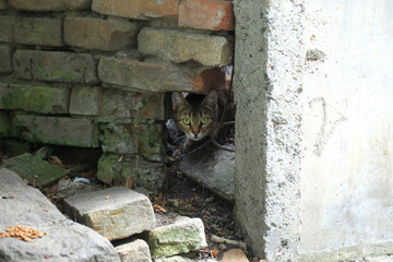 Portrait of cute street cat