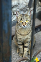 Portrait of cute street cat