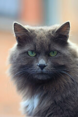 Portrait of cute street cat