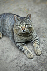 Obraz premium Portrait of cute street cat