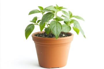 Obraz premium Potted green plant thriving in sunlight, showcasing vibrant leaves and healthy growth