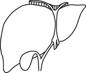 Human liver icon. Outline human liver hand drawn