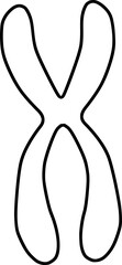 chromosome structure schematic outline, sister chromatic
