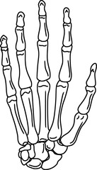 hand and wrist anatomy, metacarpal structure outline