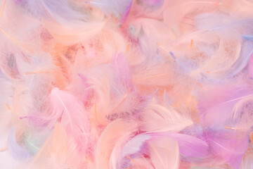 Colorful feather background, top view.