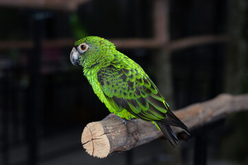 The red-fronted parrot (Poicephalus gulielmi), also known as Jardine's parrot.