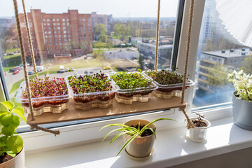 Freshly sprouted shoots of micro greens in the plastic containers on the jute mat. Placed on the wooden shelf in the balcony of the modern apartment. Lifestyle