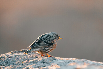 Gorrión en roca mirando el amanecer