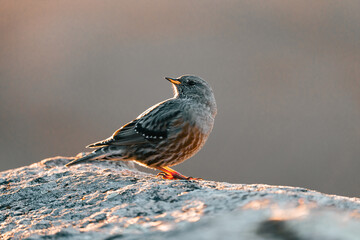 Gorrión en roca mirando el amanecer
