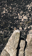 Buitre sobre roca en la montaña