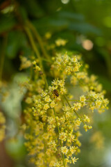 Honeybee on a Cluster of Yellow Flowers