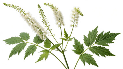 Herbal plant Actaea racemosa or Black cohosh isolated on white or transparent background