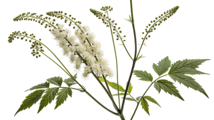 Herbal plant Actaea racemosa or Black cohosh on white or transparent background