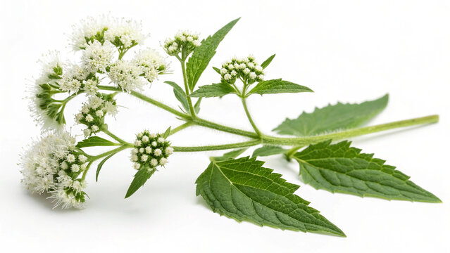Herbal plant Ageratina altissima or White snakeroot isolated on white or transparent background