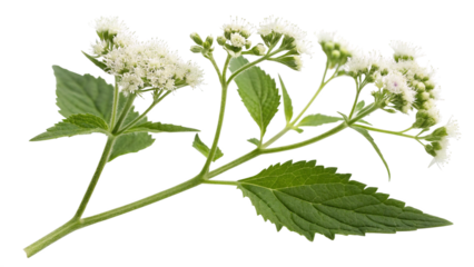 Herbal plant Ageratina altissima or White snakeroot on white or transparent background