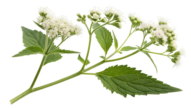 Herbal plant Ageratina altissima or White snakeroot on white or transparent background